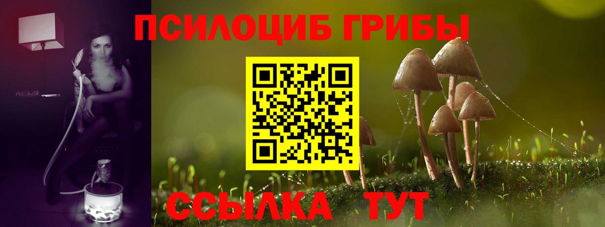 Галлюциногенные грибы Psilocybe Осинники